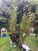 to put up 8ft bamboo screening to block next doors extention from overlooking me