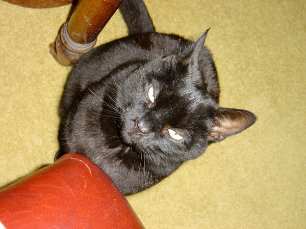 A cat/kitten picture sharing thread.