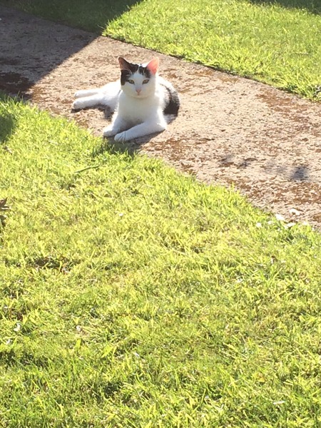 Lovely thread about our cats.