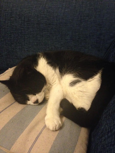 Adopting a very 'Scaredy Cat' - all advice and tips welcome