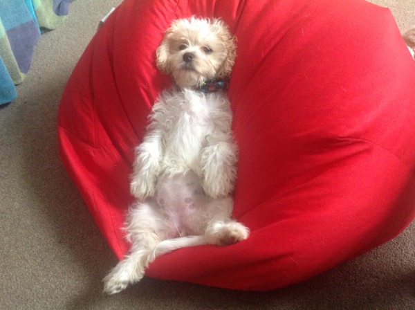 cocker spaniel or cockapoo ?