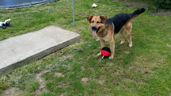 Can anyone tell what kind of dog this puppy might be?