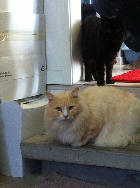 gratuitous cat photos