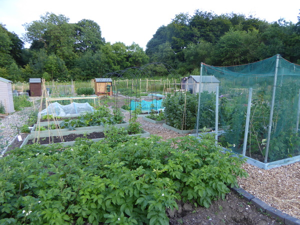 The 2015 Allotment / Veg Patch Thread Part 3 already!