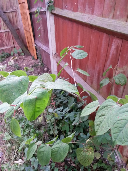 Does this look like Japanese knotweed to you?