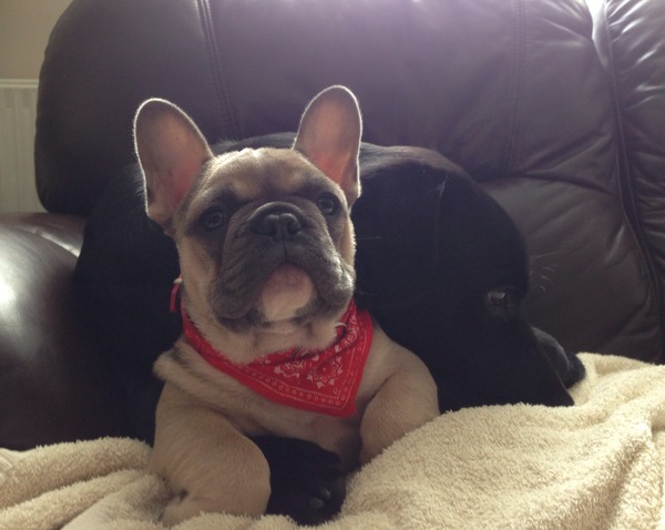 Big and smaller  dog
