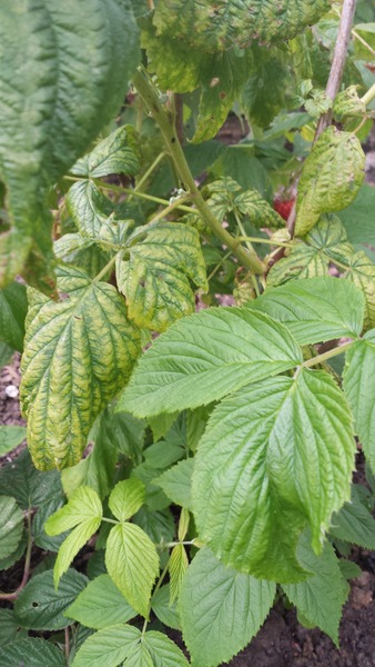The 2015 Allotment / Veg Patch Thread Part 3 already!