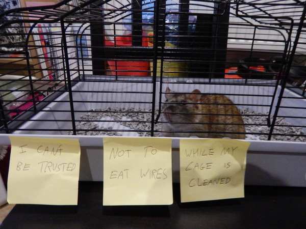 Video's/Images of your pets