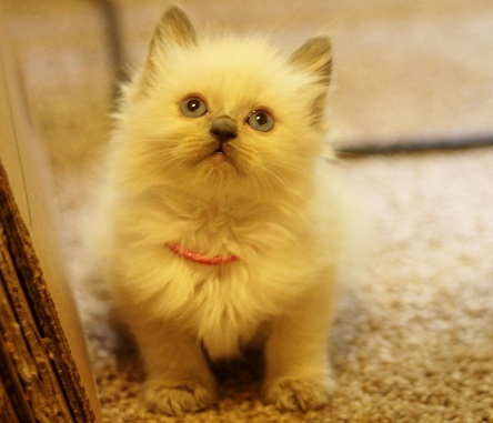 Getting a kitten in 3 weeks, need name ideas