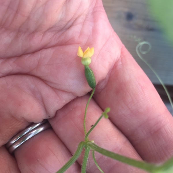 The 2015 Allotment / Veg Patch Thread Part 3 already!