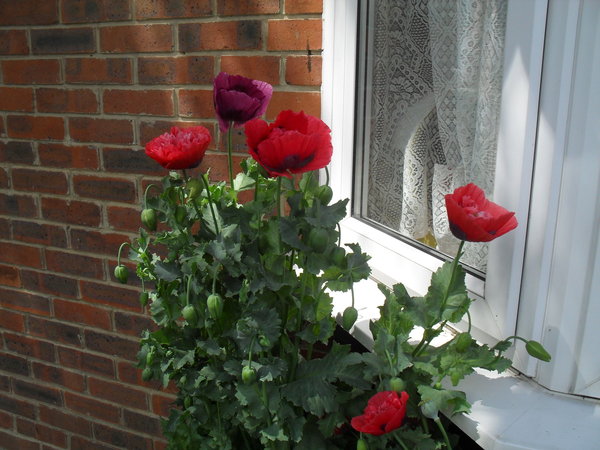Does anyone do any Guerrilla Gardening?