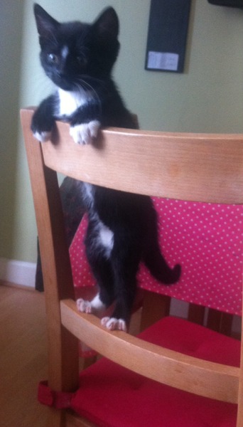 Kitten arrived today! I don't want to leave him on his own....