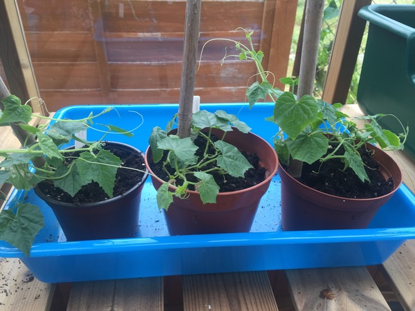 The 2015 Allotment / Veg Patch Thread Part 3 already!