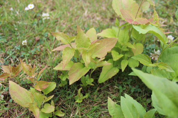 Can someone identify this plant/weed please