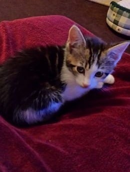 I've forgotten what to dooooo!   (New kitten alert!)