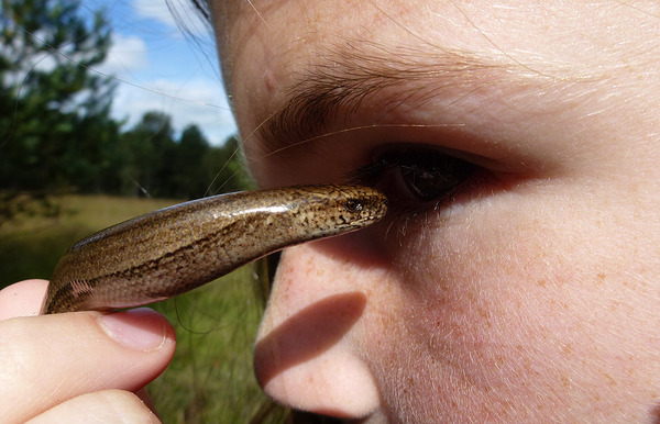 to think slow worms are lovley