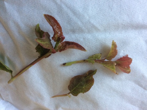 Can anyone identify this weed please?