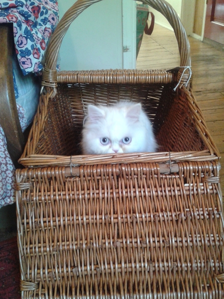 anyone with a pedigree kitten/cat who has started to let it go in the garden?....