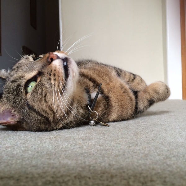 gratuitous cat photos