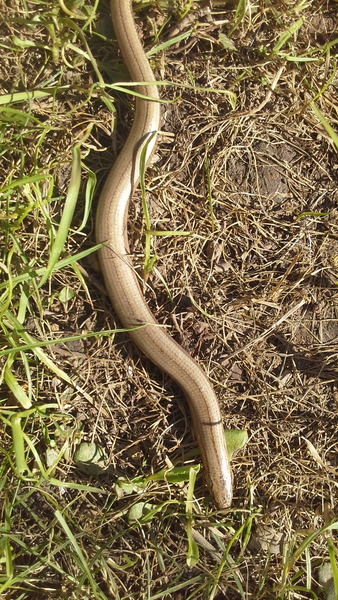 to think slow worms are lovley