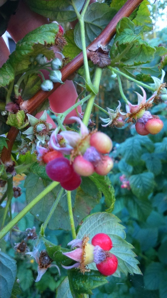 What's wrong with my raspberries?