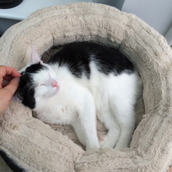 gratuitous cat photos