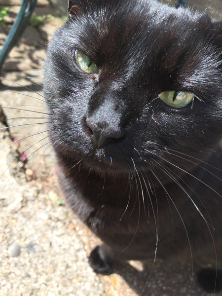 Lovely thread about our cats.