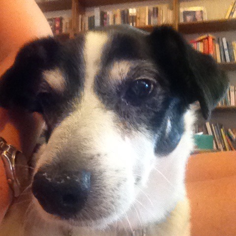 For the love of dogs