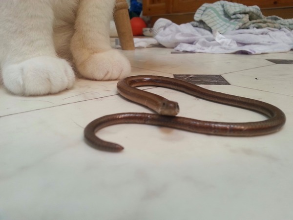 to think slow worms are lovley