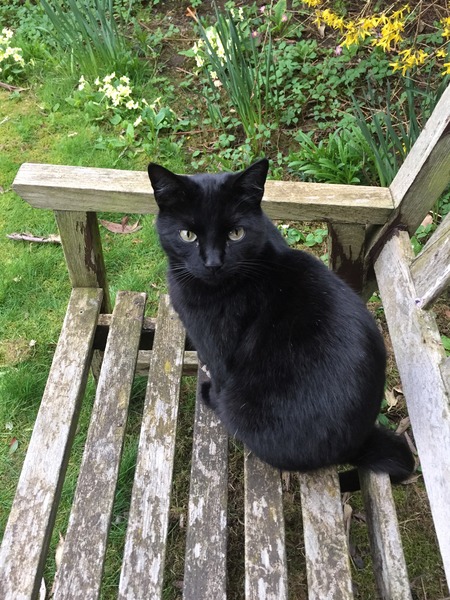 gratuitous cat photos