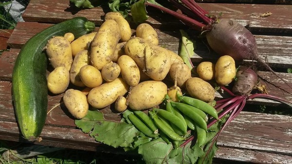 The 2015 Allotment / Veg Patch Thread Part 3 already!