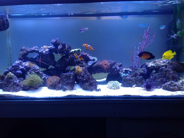 Any reefers out there?