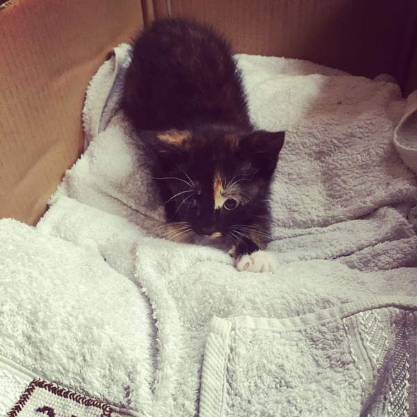 What is your cat called and how did you choose its name?