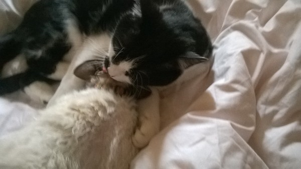 A cat/kitten picture sharing thread.
