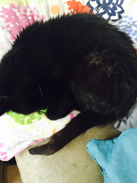 Why is my cat still alive?