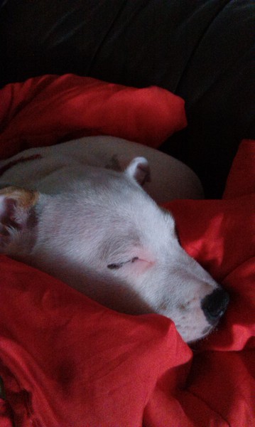 Puppy biting continually