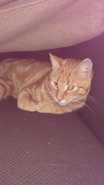 This is NOT my cat