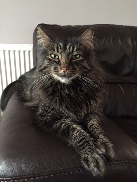 gratuitous cat photos
