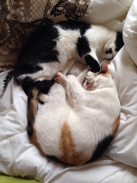 What is your cat called and how did you choose its name?