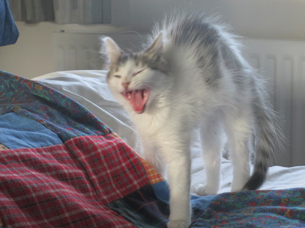 How many cats have you had in your life so far?
