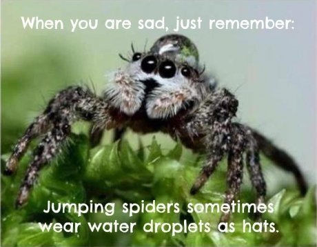 Is it spider season already?! [MNHQ warning - spider pics!]