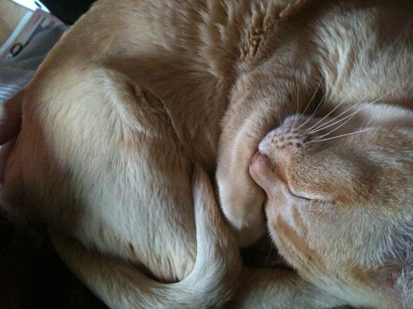 Lovely thread about our cats.