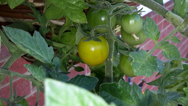 The 2015 Allotment / Veg Patch Thread Part 3 already!