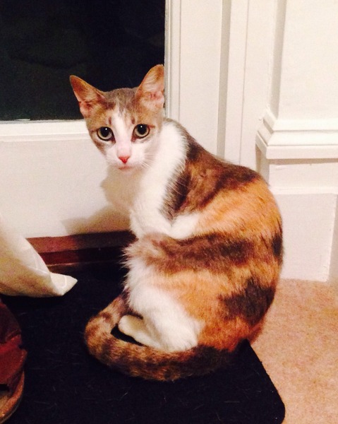 Fostering home check today - what to expect?