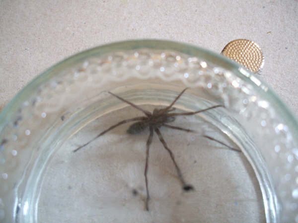 Is it spider season already?! [MNHQ warning - spider pics!]