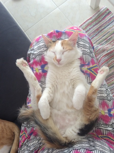 gratuitous cat photos