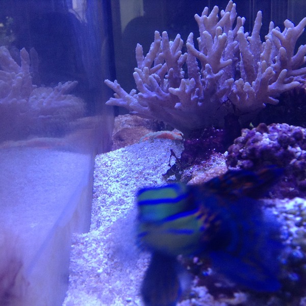 Any reefers out there?