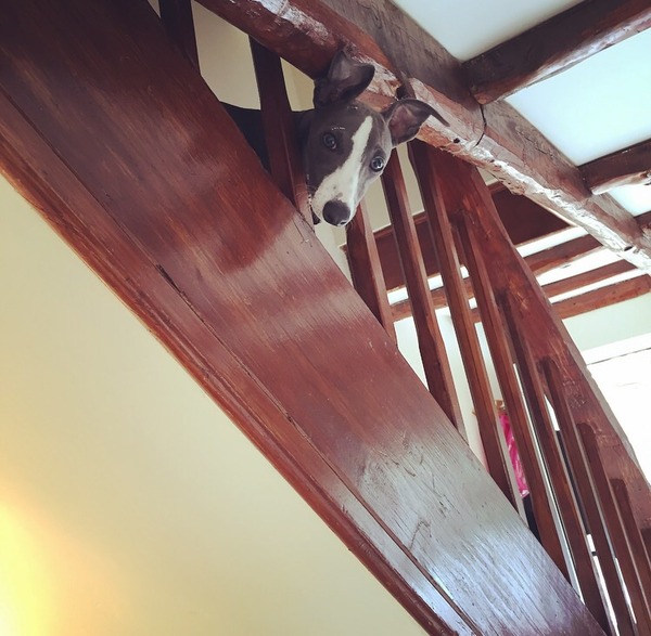 puppy biting - help please.....