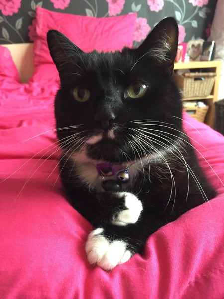 What is your cat called and how did you choose its name?