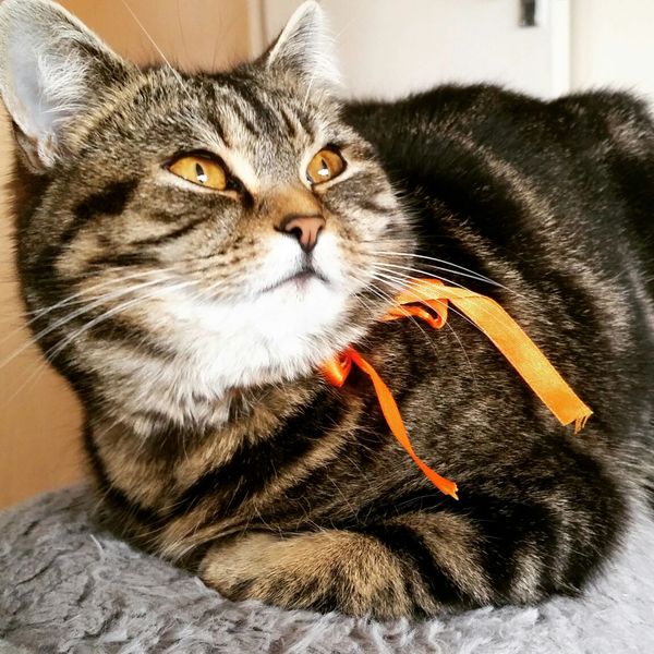 Missing Tabby Cat in Waterloo, Liverpool